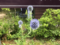 例年看板付近に咲くヒゴタエ